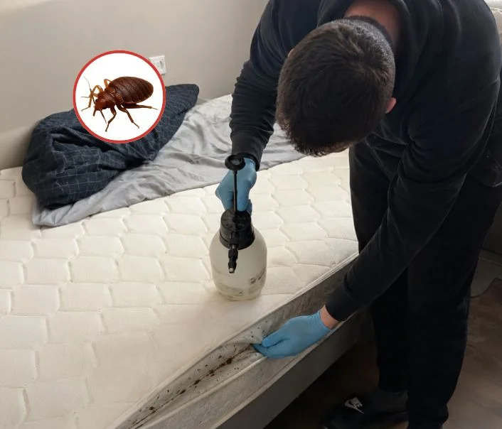 Technicien traitant un matelas contre les punaises de lit à Le Pré-Saint-Gervais